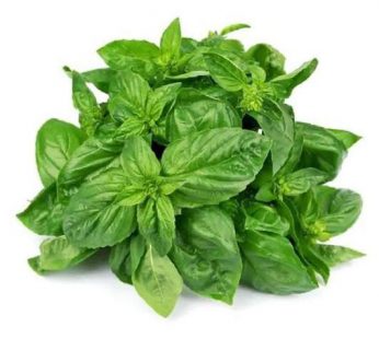 Basil / Daun Basil / Fresh Basil / Daun Basil