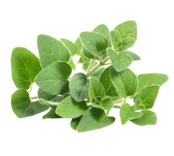 Oregano / Daun Oregano