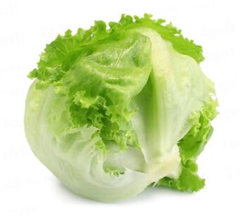 Lettuce Head
