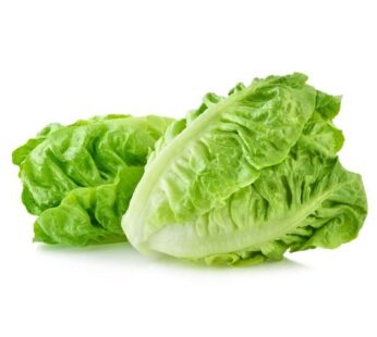 Romaine / Romain / Selada Romaine