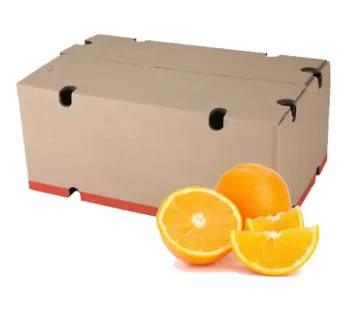 Jeruk Sunkist Valencia Grosir