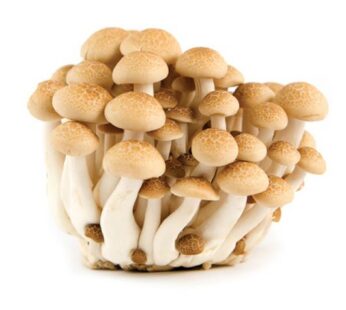 Jamur Shimeji Coklat Grosir
