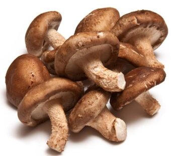 Jamur Shitake Basah Grosir