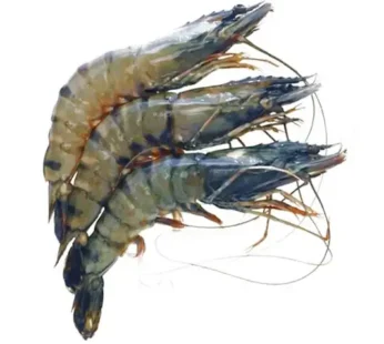 Udang Tiger