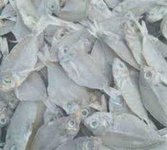 Ikan Kapasan Frozen Grosir